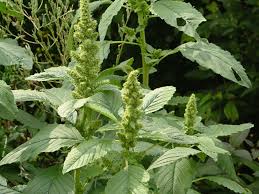 Attēlu rezultāti vaicājumam “Amaranthus retroflexus leaf”