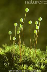 Attēlu rezultāti vaicājumam “Bartramia pomiformis sporophyte”