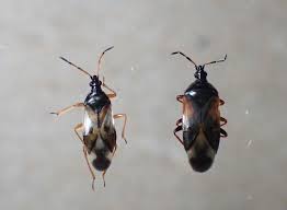 Attēlu rezultāti vaicājumam “Anthocoris nemorum”