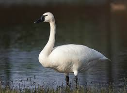 Attēlu rezultāti vaicājumam “Cygnus columbianus”