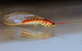 Attēlu rezultāti vaicājumam “Neuroptera”