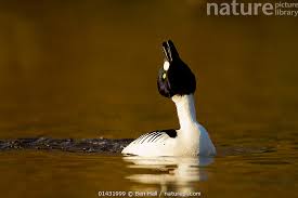 Attēlu rezultāti vaicājumam “Bucephala clangula male”