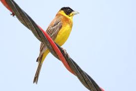 Image result for Emberiza melanocephala