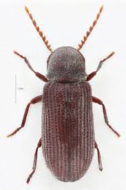 Attēlu rezultāti vaicājumam “Priobium carpini”