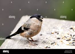 Attēlu rezultāti vaicājumam “Pyrrhula pyrrhula female”