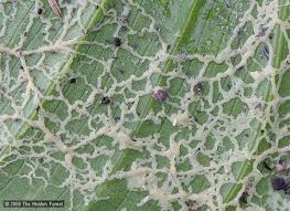 Attēlu rezultāti vaicājumam “Physarum obscurum sessile”