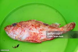 Image result for Scorpaena scrofa