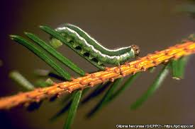 Attēlu rezultāti vaicājumam “Gilpinia”