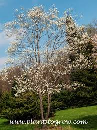 Attēlu rezultāti vaicājumam “Amelanchier canadensis”