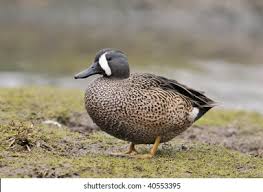 Image result for Anas discors