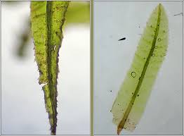 Attēlu rezultāti vaicājumam “Atrichum undulatum”