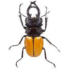 Attēlu rezultāti vaicājumam “Lucanidae”