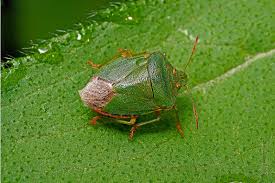 Attēlu rezultāti vaicājumam “Palomena prasina imago”