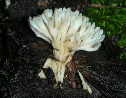 Attēlu rezultāti vaicājumam “Tremellodendropsis tuberosa”