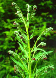 Attēlu rezultāti vaicājumam “Cynoglossum officinale leaf”
