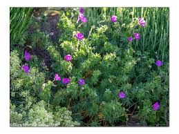 Image result for Storchschnäbel