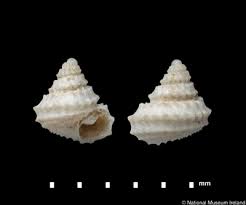 Attēlu rezultāti vaicājumam “Cribraria intricata young”