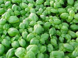 Image result for Basilikum