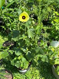 Attēlu rezultāti vaicājumam “Malvaceae”