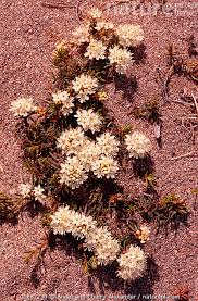 Attēlu rezultāti vaicājumam “Ledum palustre flower”