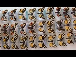 Attēlu rezultāti vaicājumam “Parasemia plantaginis female”