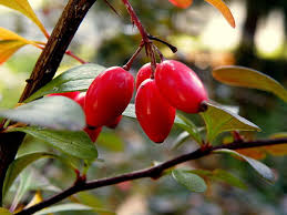 Attēlu rezultāti vaicājumam “Berberis thunbergii fruit”
