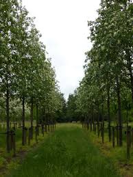 Attēlu rezultāti vaicājumam “Sorbus intermedia”