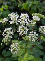Attēlu rezultāti vaicājumam “Chaerophyllum aromaticum”
