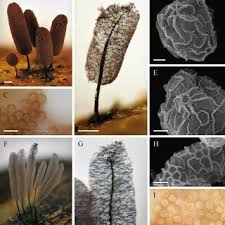 Attēlu rezultāti vaicājumam “Comatricha pulchella stalked”