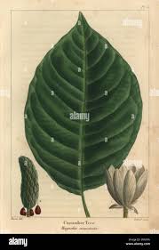 Attēlu rezultāti vaicājumam “Magnolia acuminata leaf”