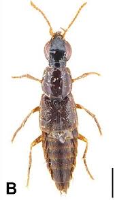 Attēlu rezultāti vaicājumam “Quedius dilatatus”