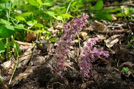 Attēlu rezultāti vaicājumam “Lathraea squamaria flower”