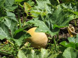 Attēlu rezultāti vaicājumam “Cucurbita pepo leaf”