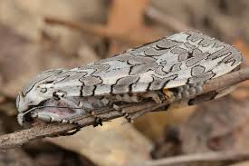 Attēlu rezultāti vaicājumam “Arctiidae”