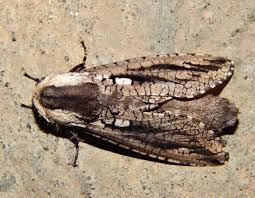 Attēlu rezultāti vaicājumam “Cossidae”