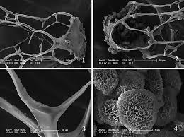 Attēlu rezultāti vaicājumam “Dictydiaethaliaceae”