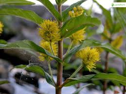 Attēlu rezultāti vaicājumam “Lysimachia thyrsiflora leaf”
