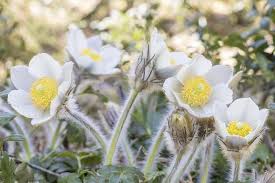 Image result for Pulsatilla