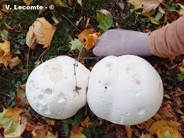 Attēlu rezultāti vaicājumam “Langermania gigantea”