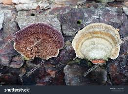 Attēlu rezultāti vaicājumam “Trichaptum abietinum”