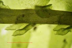 Attēlu rezultāti vaicājumam “Porella cordaeana”