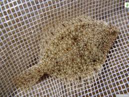 Image result for Platichthys flesus