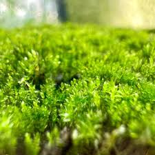 Attēlu rezultāti vaicājumam “Bryum”