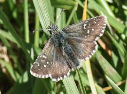 Attēlu rezultāti vaicājumam “Pyrgus serratulae”