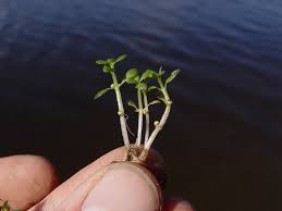 Attēlu rezultāti vaicājumam “Elatinaceae”