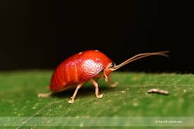 Attēlu rezultāti vaicājumam “Perichaena sp.”