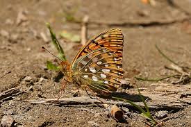 Attēlu rezultāti vaicājumam “Argynnis aglaja upperside”