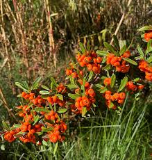 Attēlu rezultāti vaicājumam “Polygala amarella leaf”