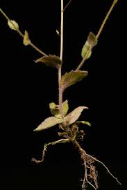 Attēlu rezultāti vaicājumam “Draba nemorosa”