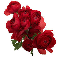 Attēlu rezultāti vaicājumam “Ranunculus mendax flower”